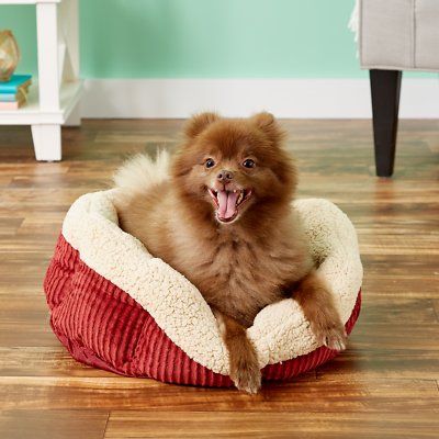 ایک پگ بولٹر قسم کے گرم کتے کے بستر پر بیٹھا ہوا ہے