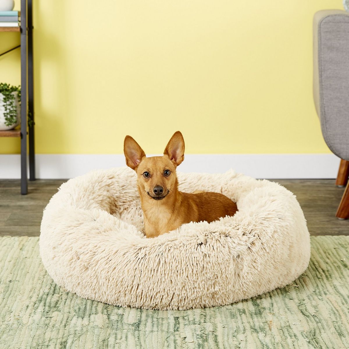 Un chien hirsute se détendre tout en restant au chaud sur un lit chauffé pour chien