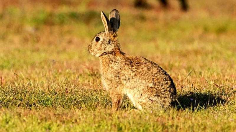 سان جوآن خرگوش: خصوصیات اور نگہداشت
