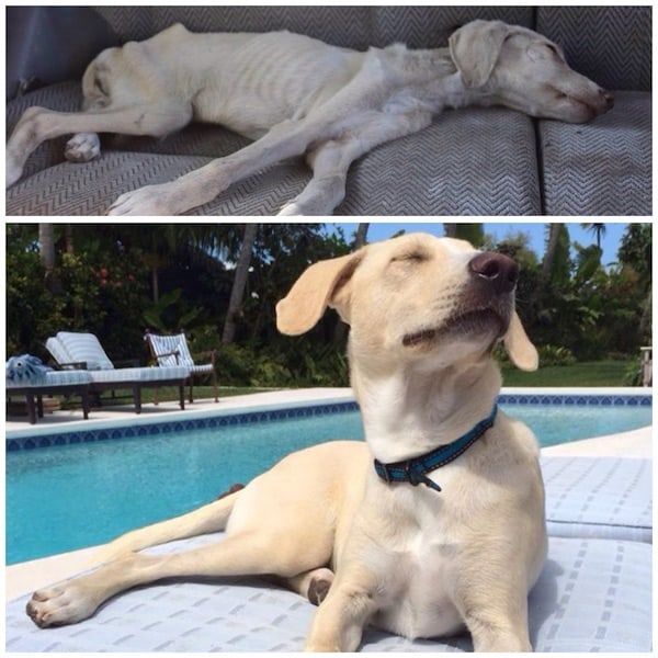 önce ve sonra kurtarılan köpekler