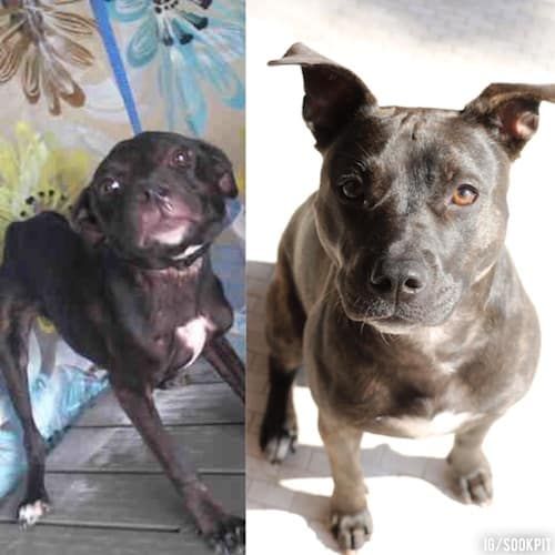 pes pred in po posvojitvi