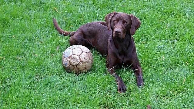 куче с футболна топка