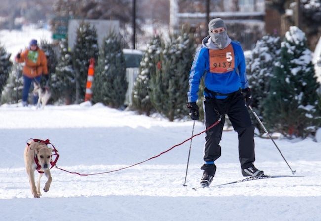 Skijöring-Hunde