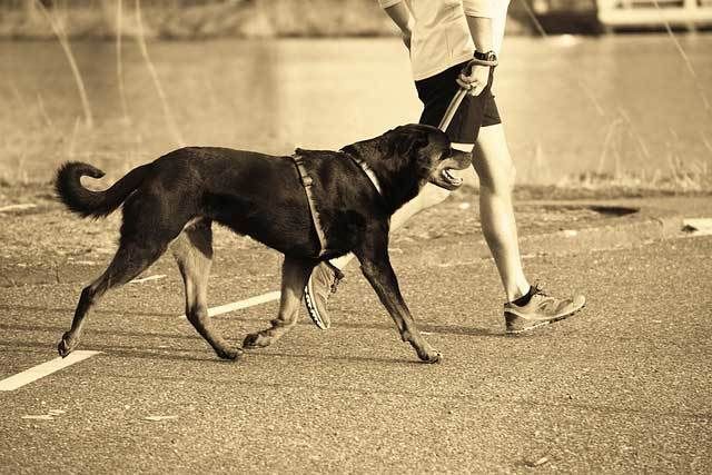 chien-jogging-avec-propriétaire