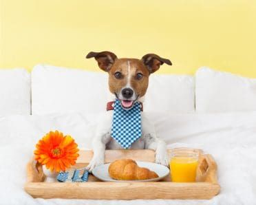 een hond die lekker ontbijt op bed in een chique hotel voor honden
