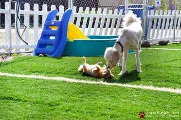 Zwei Hunde interagieren in einem Spielbereich eines Hundezwingers