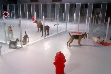 különböző méretű és fajtájú kutyák kölcsönhatásban állnak egy kutya ellátó létesítményben