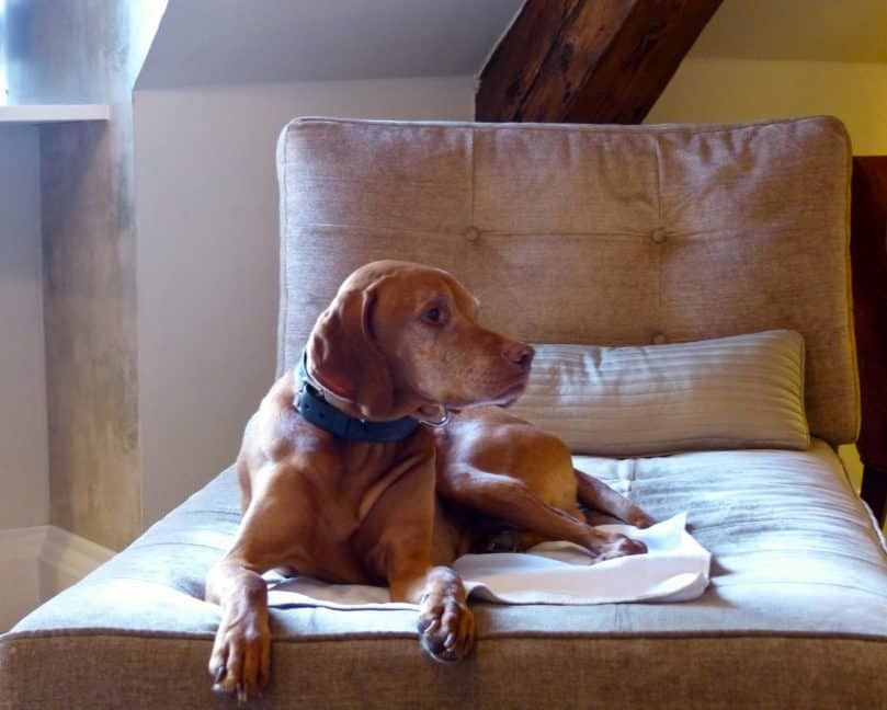 Ein mittelgroßer bis großer Hund, der auf einem bequemen Hundebett in einem Hundehotel sitzt