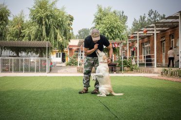 Ein Hund wird während seines Aufenthalts in einem Internat ausgebildet