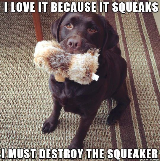 Warum mögen Hunde Quietschspielzeug?