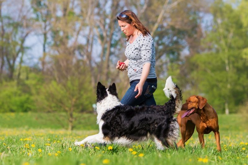Hundetræningslegetøj: De 11 bedste legetøj til at arbejde med træningskommandoer