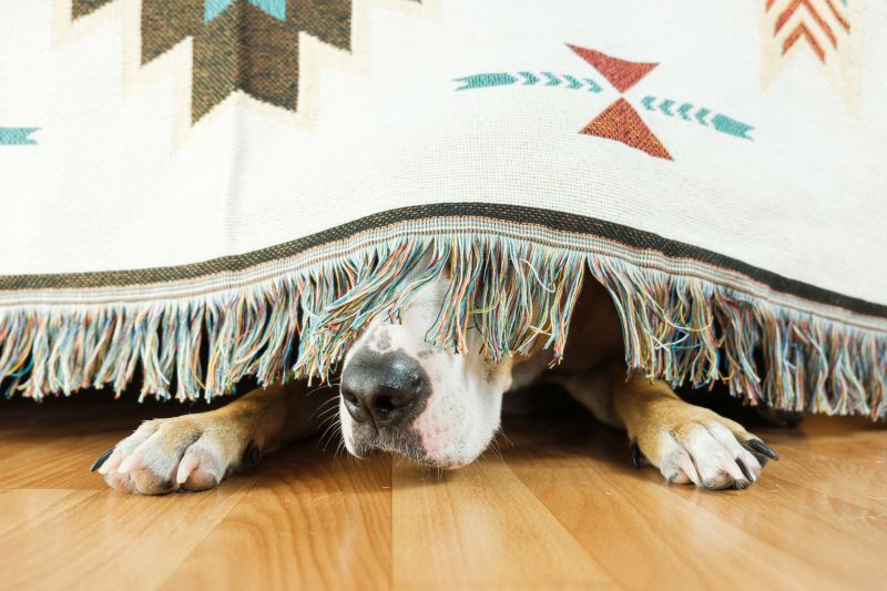 Bestes Angstspielzeug für Hunde: Halten Sie Ihren Hundebegleiter ruhig!
