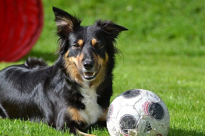 کتے کے لیے دوستانہ فٹ بال