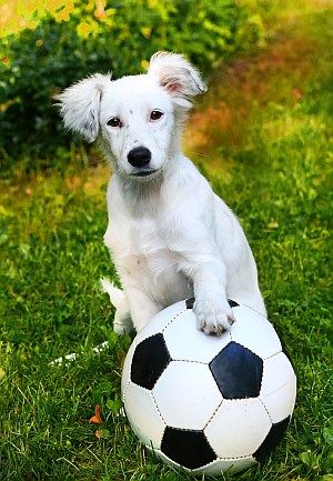 futbalová lopta pre vášho psa