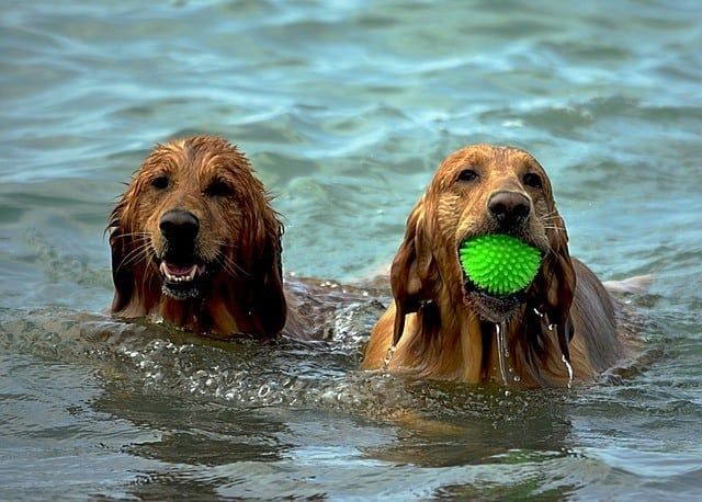 vodné hračky pre psov