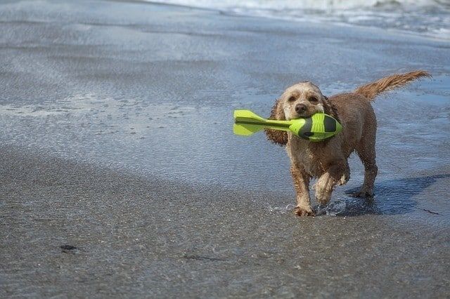 joguines de platja per a gossos