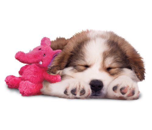 Les meilleurs jouets pour chiens pour chihuahuas : des jouets pour petits chiots !
