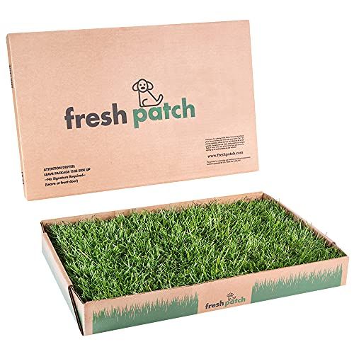 Fresh Patch Standard - وسادة تدريب لتبول ونونية من العشب الحقيقي للكلاب التي يقل وزنها عن 15 رطلاً - للاستخدام الداخلي والخارجي - 16 بوصة × 24 بوصة