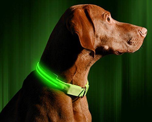 LED-Hundehalsband - USB wiederaufladbar - Erhältlich in 6 Farben und 6 Größen - Macht Ihren Hund sichtbar, sicher und sichtbar
