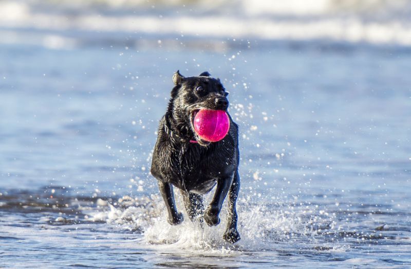 14 meilleurs jouets et balles de récupération de chien : amusez-vous avec Fido !