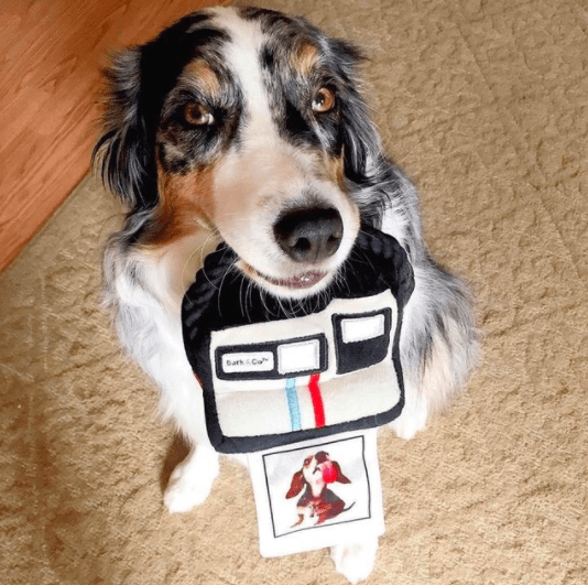 appareil photo polaroid chien