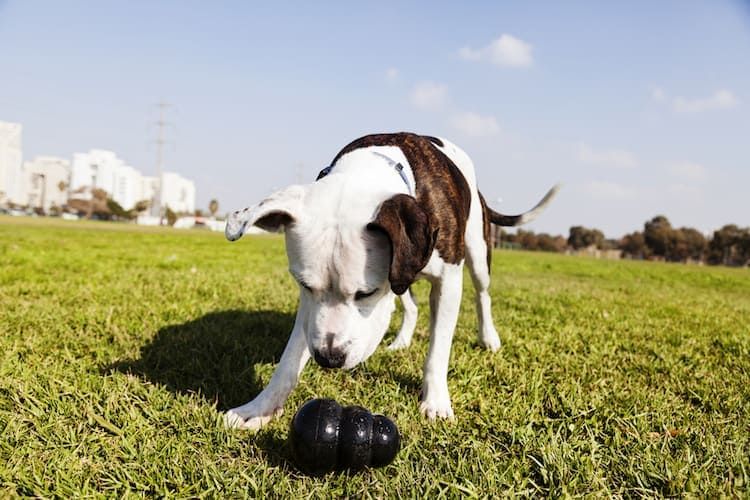Parimad närimismänguasjad pitbullidele: ülitugevad mänguasjad karmidele koertele!