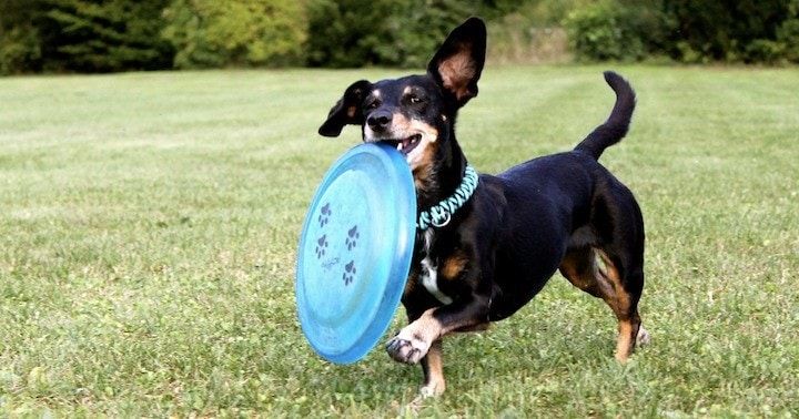 najlepšie tvrdé mäkké frisbees pre psov