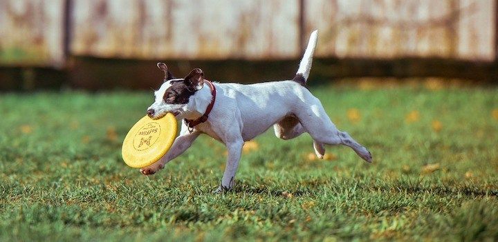 Los mejores frisbees duros y blandos para perros