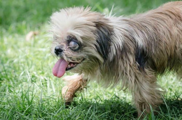 Най-добрите играчки за слепи кучета: Бюджетна игра за кученца с увредено зрение!