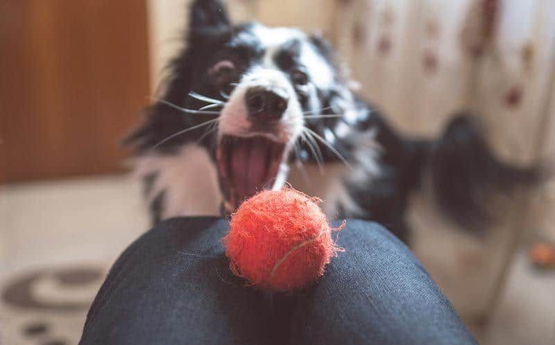 „Pasidaryk pats“ šunų dėlionės žaislai: sudėtingi žaislai, kuriuos galite pasigaminti namuose!