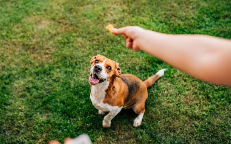5 najlepších pochúťok pre psov na tréning: Získajte rýchle výsledky z Fido!