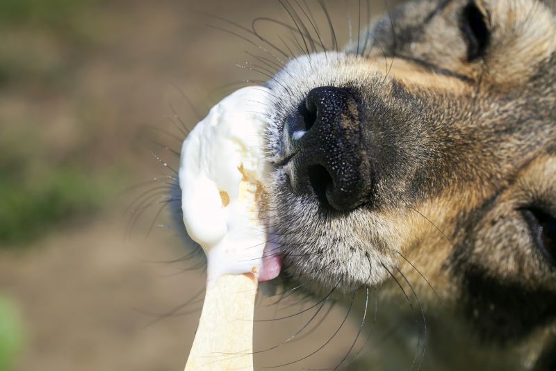 Tự làm kem que cho chó