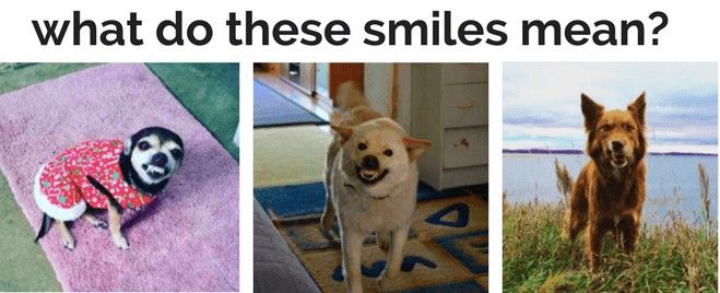 Hund lehren zu lächeln