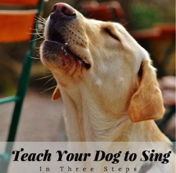 کتے کو گانا سکھانا