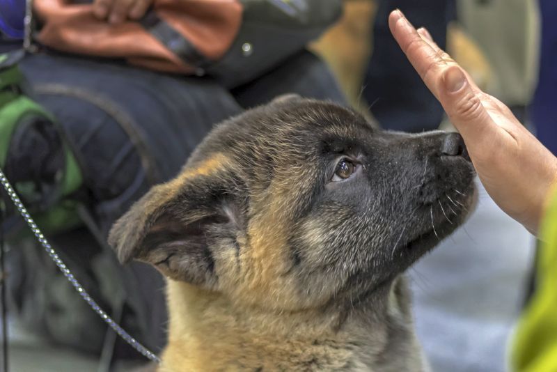 Penargetan Tangan untuk Anjing: Tepat Sasaran!