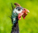ஹெல்மெட் செய்யப்பட்ட கினியா கோழியை மூடுவது புகைப்படம்: டேனியல் பிராச்லோ Https://pixabay.com/photos/guinea-Fowl-Helmet-Perl-Chicken-Bird-2304994/